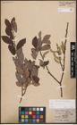 Foto von Salix cinerea L.